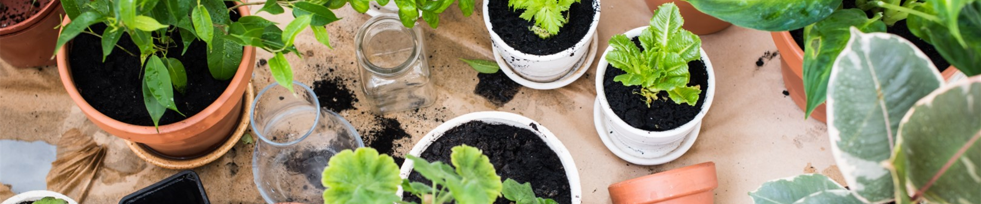 bigstock-balcony-garden-102709703 (Large) bigstock-balcony-garden-102709703 (Large)