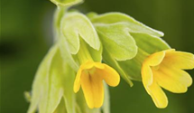 Primula veris subsp. veris