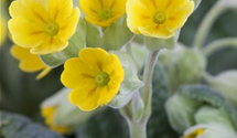 Primula veris subsp. veris