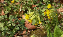 Primula veris subsp. veris