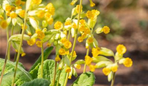 Primula veris subsp. veris