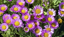 Erigeron x cult.'Foersters Liebling'