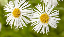 Erigeron x cult.'Foersters Liebling'