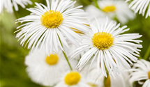 Erigeron x cult.'Foersters Liebling'