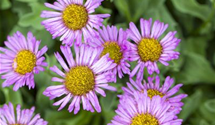 Erigeron x cult.'Foersters Liebling'
