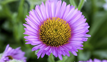 Erigeron x cult.'Foersters Liebling'
