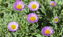 Erigeron x cult.'Foersters Liebling'