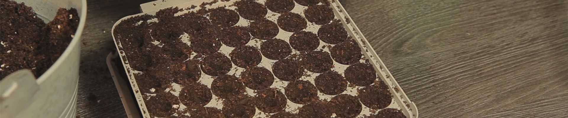 Paprika - Aussäen von Samen (thumbnail)