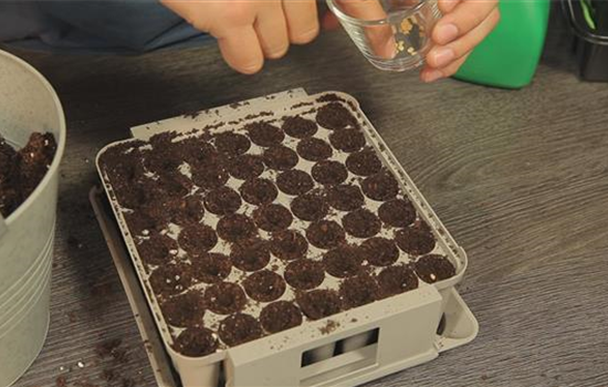 Paprika - Aussäen von Samen Paprika - Aussäen von Samen