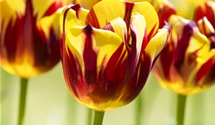 Tulipa 'Helmar'
