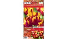 Tulipa 'Helmar'