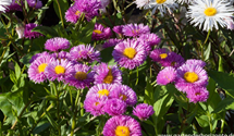 Erigeron x cult.'Foersters Liebling'