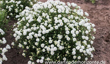 Achillea ptarmica 'Diadem'