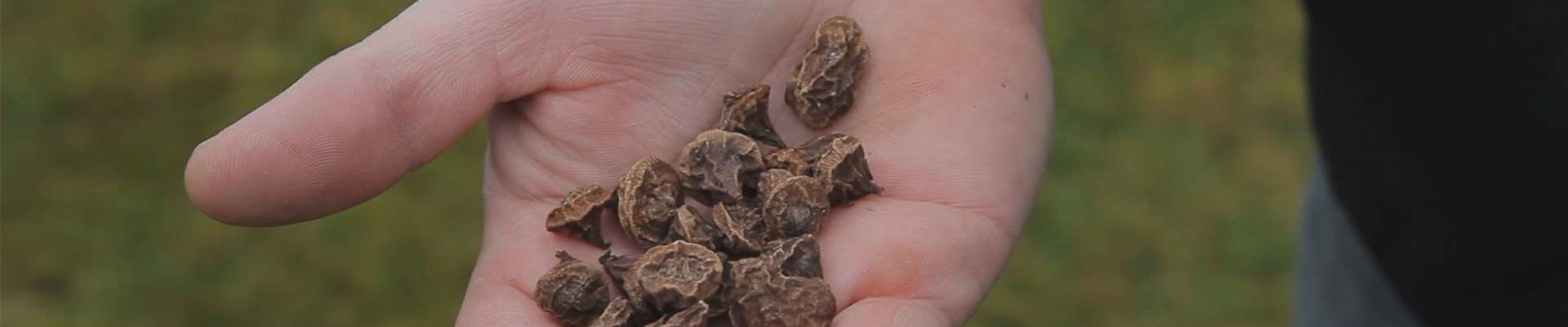 Anemonen - Blumenzwiebeln einpflanzen (thumbnail) Anemonen - Blumenzwiebeln einpflanzen (thumbnail)