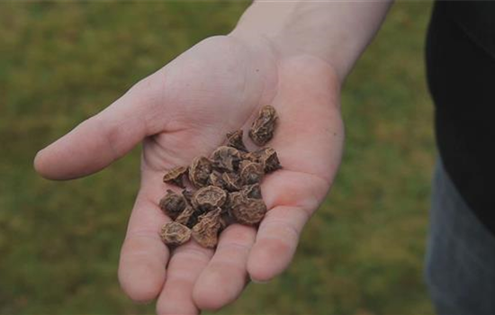 Anemonen - Blumenzwiebeln einpflanzen Anemonen - Blumenzwiebeln einpflanzen