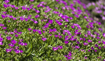 Coopers Mittagsblume