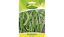 Phaseolus vulgaris var. nanus 'Maxi'