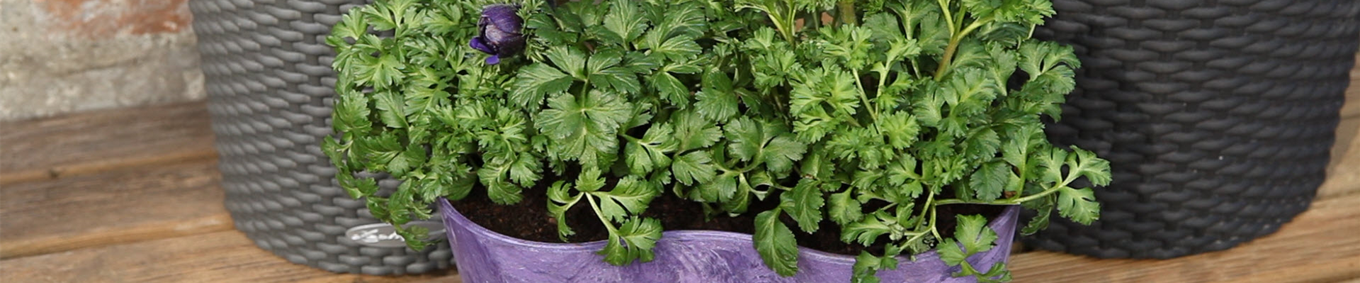 Anemonen - Einpflanzen in ein Gefäß (thumbnail) Anemonen - Einpflanzen in ein Gefäß (thumbnail)