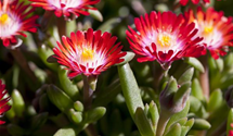 Coopers Mittagsblume