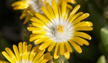 Coopers Mittagsblume