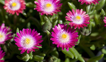 Coopers Mittagsblume