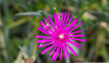 Coopers Mittagsblume