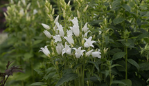 Großblütige Wald-Glockenblume