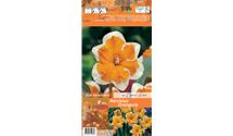 Blumenzwiebel Set 'Diversity'