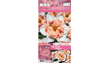 Blumenzwiebel Set 'Diversity'