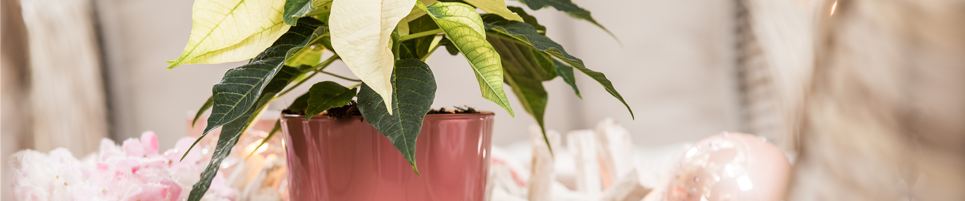 Euphorbia pulcherrima, weiß Euphorbia pulcherrima, weiß