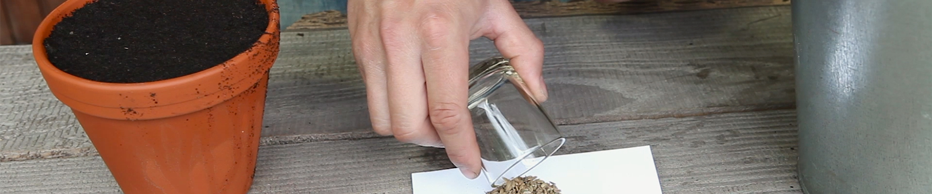 Fenchel - Aussäen von Samen (thumbnail) Fenchel - Aussäen von Samen (thumbnail)