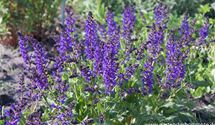 Salvia nemorosa 'Viola Klose'