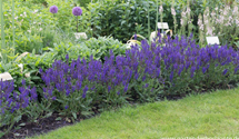 Salvia nemorosa 'Viola Klose'