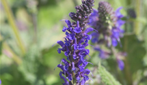 Salvia nemorosa 'Viola Klose'