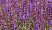 Salvia nemorosa JS 'Jan Spruyt' -R-