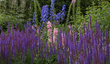Salvia nemorosa JS 'Jan Spruyt' -R-