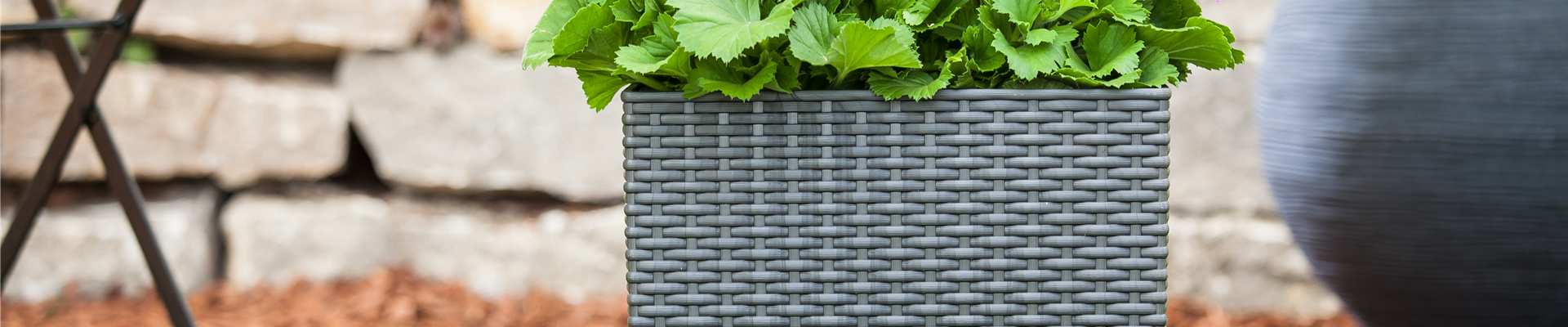 Blumenkasten mit Pelargonium Blumenkasten mit Pelargonium