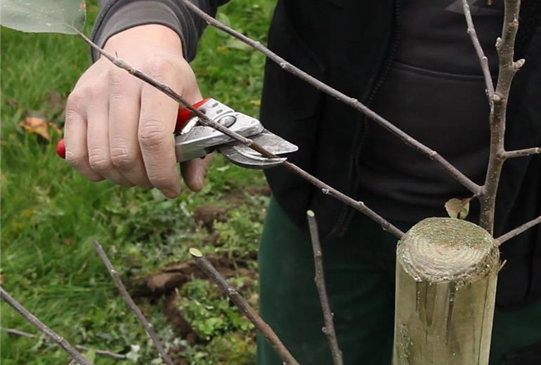 Apfelbaum - Pflanzschnitt (Anleitung - 3) Apfelbaum - Pflanzschnitt (Anleitung - 3)