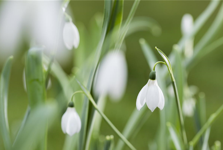 Galanthus nivalis