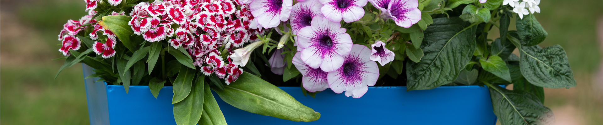 Balkonkasten Balkonkasten