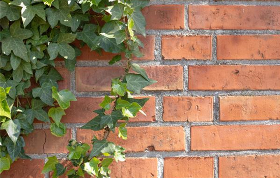 Kletterpflanzen für den eigenen Garten – das gibt es zu beachten! Kletterpflanzen für den eigenen Garten – das gibt es zu beachten!