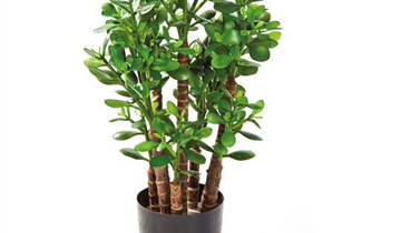fleur ami CRASSULA OVATA Kunstpflanze