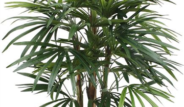 fleur ami RHAPIS PALME DELUXE Kunstpflanze