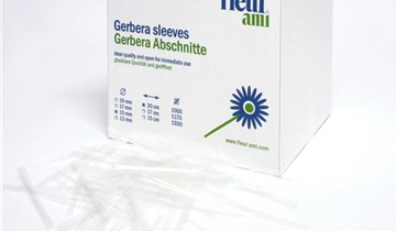 fleur ami GERBERA Abschnitte
