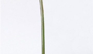 fleur ami GERBERA Abschnitte