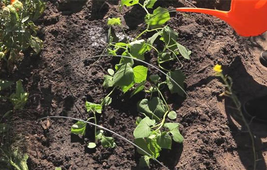 Gurken - Aussaat und Aufzucht Gurken - Aussaat und Aufzucht