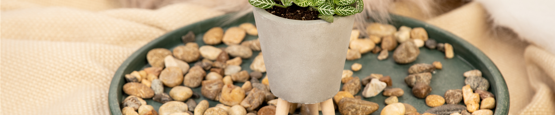 Fittonia verschaffeltii Fittonia verschaffeltii