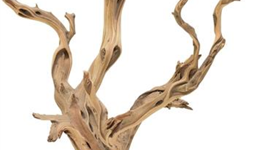 fleur ami Ghostwood