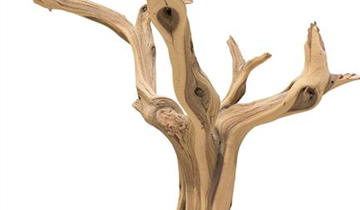 fleur ami Ghostwood