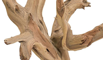 fleur ami Ghostwood